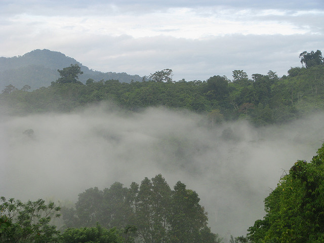  Rain Forest Fog by kahunapelej on Flickr
